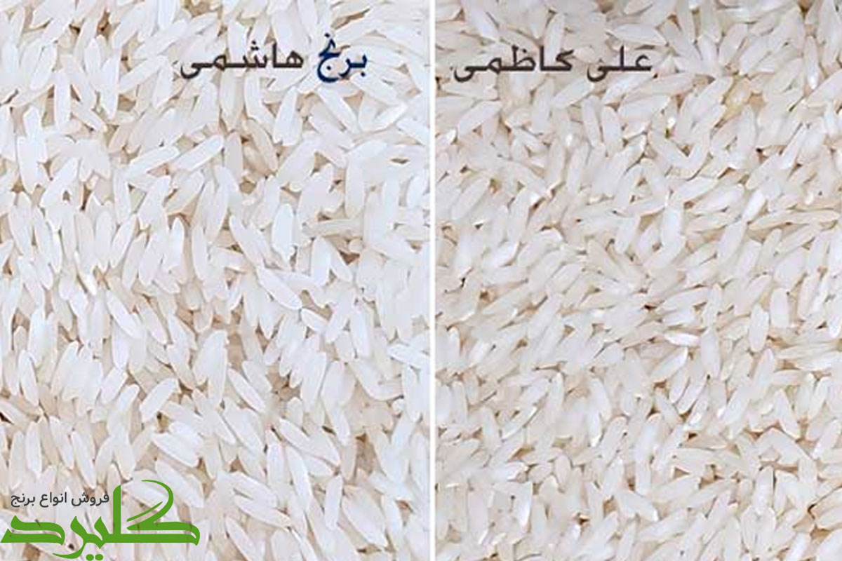 نحوه تشخیص و تفاوت برنج علی کاظمی و هاشمی؟ کدام بهتر است؟