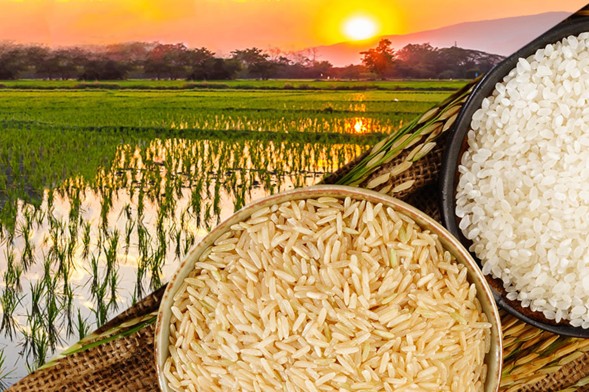  خرید برنج شمال به صورت عمده از کشاورز بدون واسطه