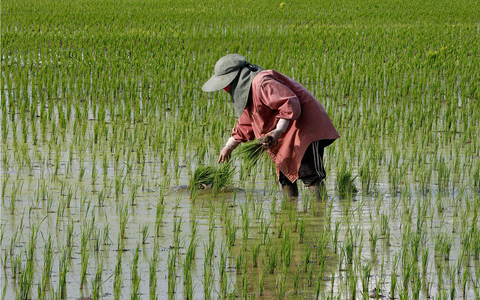  روش های خرید برنج شمال به صورت عمده از کشاورز بدون واسطه