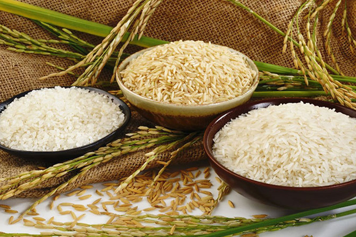 تفاوت کشت اول و دوم برنج